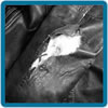 Leather Repair Examples